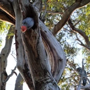 Callocephalon fimbriatum at Hughes, ACT - suppressed