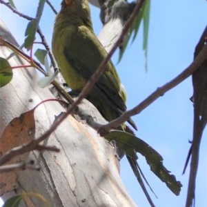 Polytelis swainsonii at Hughes, ACT - suppressed