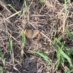 Junonia villida (Meadow Argus) at Murrumbateman, NSW - 26 Dec 2020 by SimoneC