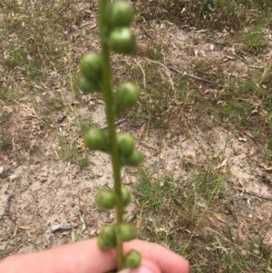 Verbascum virgatum at Garran, ACT - 19 Dec 2020