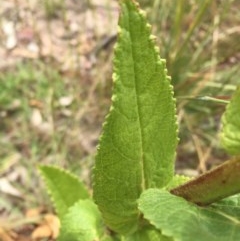 Verbascum virgatum at Garran, ACT - 19 Dec 2020