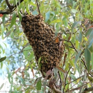 Apis mellifera at Hughes, ACT - 26 Dec 2020