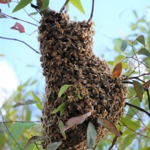 Apis mellifera at Hughes, ACT - 26 Dec 2020