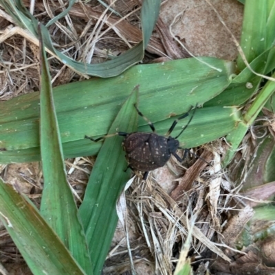 Platycoris rotundatus (A shield bug) at Murrumbateman, NSW - 26 Dec 2020 by SimoneC