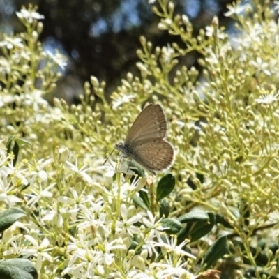 Zizina otis (Common Grass-Blue) at Hughes, ACT - 26 Dec 2020 by JackyF