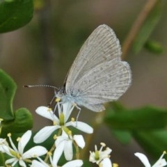 Zizina otis (Common Grass-Blue) at Hughes, ACT - 26 Dec 2020 by JackyF