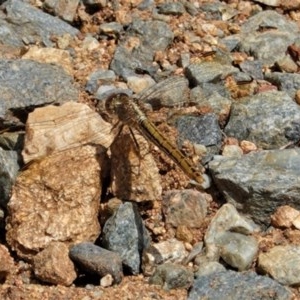 Diplacodes haematodes at Hughes, ACT - 23 Dec 2020 11:54 AM