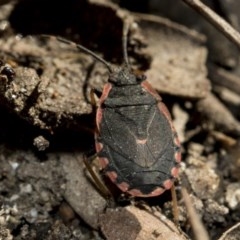 Diemenia rubromarginata (Pink-margined bug) at Gossan Hill - 28 Aug 2020 by AlisonMilton