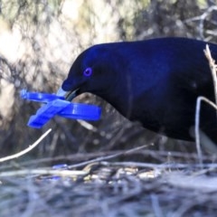 Ptilonorhynchus violaceus (Satin Bowerbird) at Acton, ACT - 31 Jul 2020 by AlisonMilton