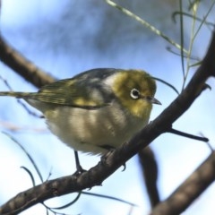 Zosterops lateralis (Silvereye) at Acton, ACT - 31 Jul 2020 by Alison Milton