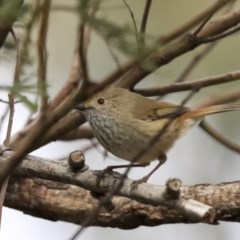 Acanthiza pusilla (Brown Thornbill) at Acton, ACT - 11 Aug 2020 by Alison Milton