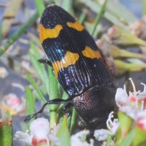 Castiarina hoffmanseggii at Downer, ACT - 22 Dec 2020