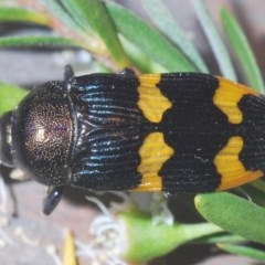 Castiarina hoffmanseggii at Downer, ACT - 22 Dec 2020