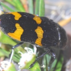 Castiarina hoffmanseggii at Downer, ACT - 22 Dec 2020