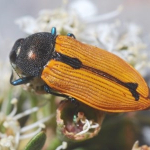 Castiarina subpura at Downer, ACT - 22 Dec 2020 12:46 AM