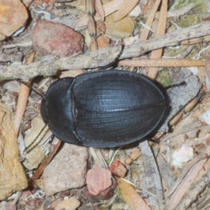 Celibe limbata at Jerrabomberra, NSW - 23 Dec 2020