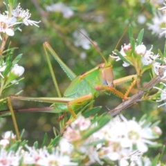 Terpandrus horridus (Sydney Gumleaf Katydid) at Wee Jasper, NSW - 24 Dec 2020 by Harrisi