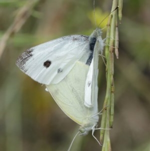 Pieris rapae at Majura, ACT - 25 Dec 2020 12:39 PM