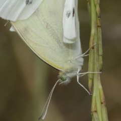 Pieris rapae at Majura, ACT - 25 Dec 2020 12:39 PM