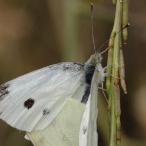 Pieris rapae at Majura, ACT - 25 Dec 2020 12:39 PM