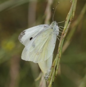 Pieris rapae at Majura, ACT - 25 Dec 2020 12:39 PM