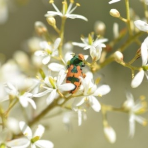 Castiarina hilaris at Wamboin, NSW - 25 Dec 2020