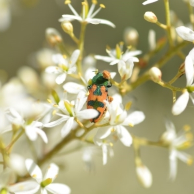 Castiarina hilaris (A jewel beetle) at Wamboin, NSW - 25 Dec 2020 by natureguy