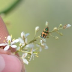 Castiarina hilaris at Wamboin, NSW - 25 Dec 2020