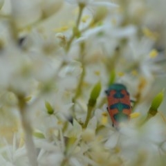 Castiarina hilaris at Wamboin, NSW - 25 Dec 2020