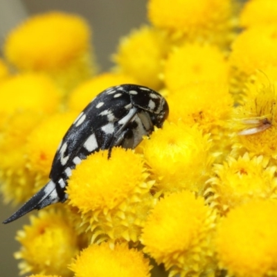 Mordella dumbrelli (Dumbrell's Pintail Beetle) at Mount Majura - 25 Dec 2020 by TimL
