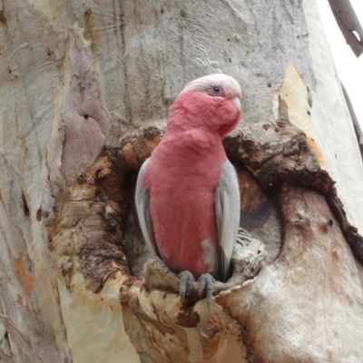 Eolophus roseicapilla (Galah) at Mount Majura - 25 Dec 2020 by TimL