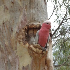 Eolophus roseicapilla at Hackett, ACT - 25 Dec 2020