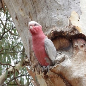 Eolophus roseicapilla at Hackett, ACT - 25 Dec 2020