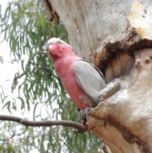 Eolophus roseicapilla at Hackett, ACT - 25 Dec 2020