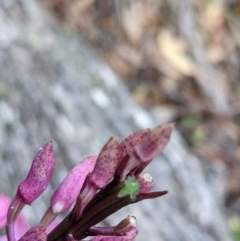 Dipodium roseum at Currawang, NSW - 19 Dec 2020