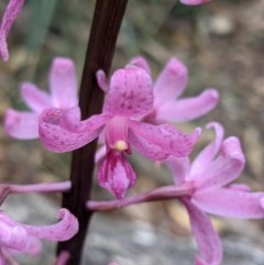 Dipodium roseum at Currawang, NSW - 19 Dec 2020