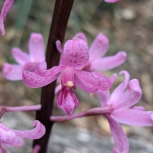 Dipodium roseum at Currawang, NSW - 19 Dec 2020