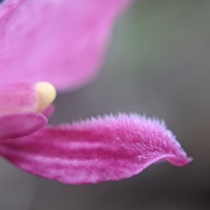 Dipodium roseum at Currawang, NSW - 19 Dec 2020