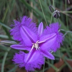 Thysanotus tuberosus subsp. tuberosus (Common Fringe-lily) at Currawang, NSW - 18 Dec 2020 by camcols