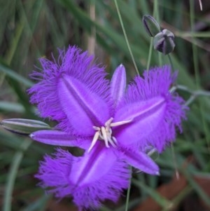 Thysanotus tuberosus subsp. tuberosus at Currawang, NSW - 19 Dec 2020