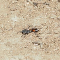 Podalonia tydei (Caterpillar-hunter wasp) at Majura, ACT - 25 Dec 2020 by TimL