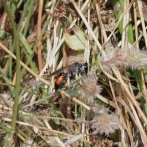 Podalonia tydei at Majura, ACT - 25 Dec 2020 12:30 PM