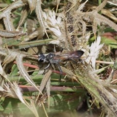 Podalonia tydei at Majura, ACT - 25 Dec 2020