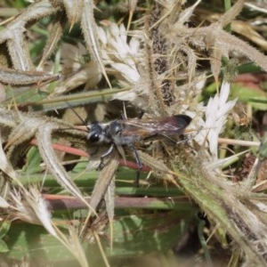 Podalonia tydei at Majura, ACT - 25 Dec 2020 12:30 PM