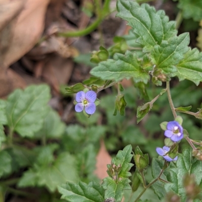 Veronica plebeia (Trailing Speedwell, Creeping Speedwell) at Currawang, NSW - 3 Dec 2020 by camcols