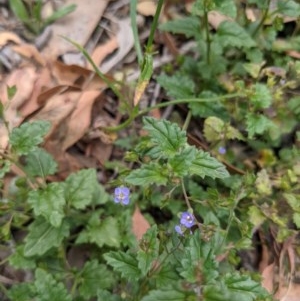 Veronica plebeia at Currawang, NSW - 3 Dec 2020