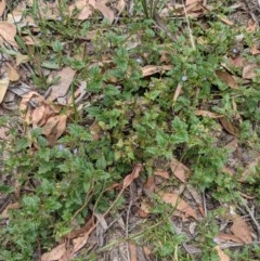 Veronica plebeia at Currawang, NSW - 3 Dec 2020