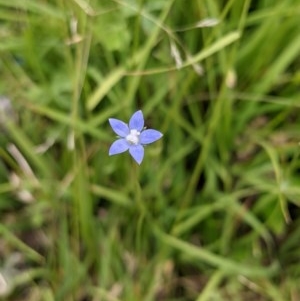 Wahlenbergia multicaulis at Currawang, NSW - 23 Dec 2020