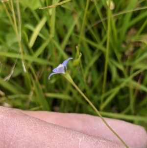 Wahlenbergia multicaulis at Currawang, NSW - 23 Dec 2020