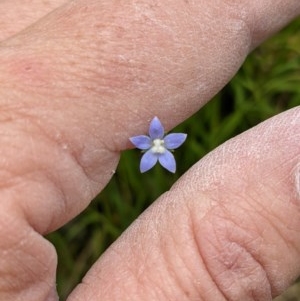 Wahlenbergia multicaulis at Currawang, NSW - 23 Dec 2020